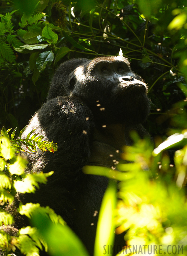 Gorilla beringei beringei [220 mm, 1/200 Sek. bei f / 5.6, ISO 1600]